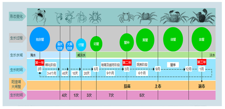 大闸蟹成长历史